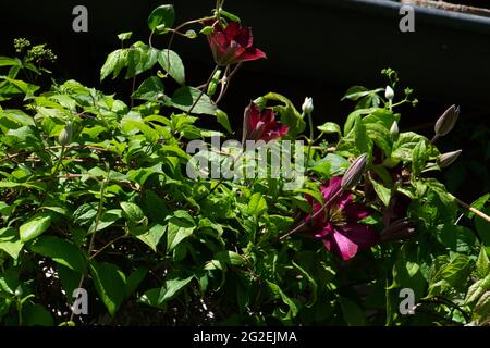 Clematis Jackmanii Superba de couleur violette grimpant sur la façade de la maison Banque D'Images