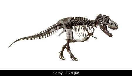 Squelette fossile de Dinosaur Tyrannosaurus Rex ou t-rex crétacé isolé sur fond blanc. Banque D'Images