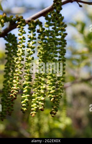 Des inflorescences de chatons étaminées en fleurs de noyer noir du sud, Juglans californica, Juglandaceae, originaire du marais d'eau douce de Ballona, Springtime. Banque D'Images