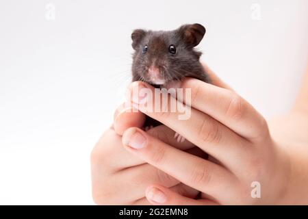 Hamster noir dans les mains de fille sur fond blanc. Banque D'Images