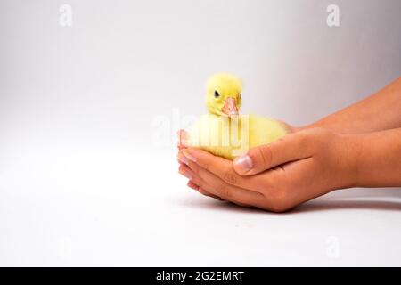 Jeune jaune caneton noir bronzé mains d'enfant sur blanc. Mains de femmes avec de mignons canetons Banque D'Images