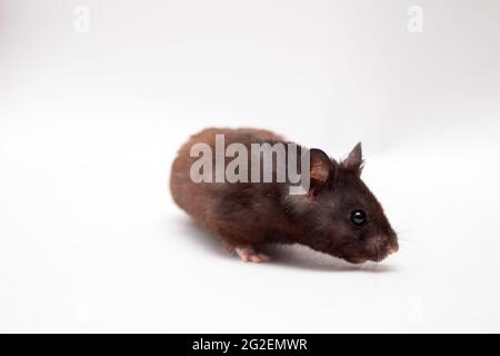 Hamster noir sur fond blanc. Banque D'Images