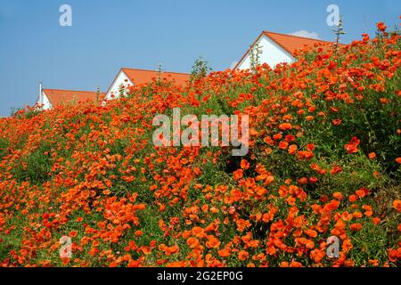 Barrière de bruit surcultivée avec du pavot de campagne, du pavot à maïs (Papaver rhoeas), Rhénanie-Palatinat, Allemagne, Europe Banque D'Images