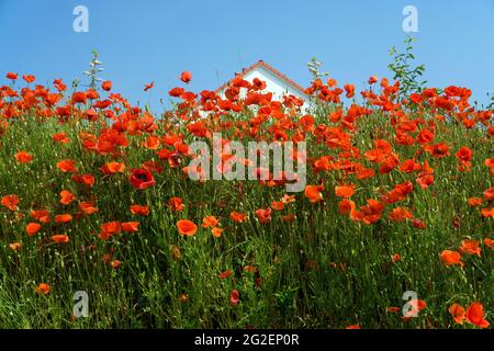 Barrière de bruit surcultivée avec du pavot de campagne, du pavot à maïs (Papaver rhoeas), Rhénanie-Palatinat, Allemagne, Europe Banque D'Images