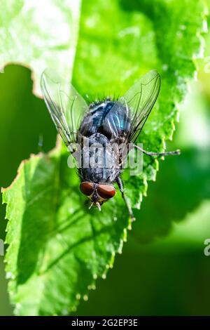 Une grande mouche debout sur une feuille dans le jardin Banque D'Images