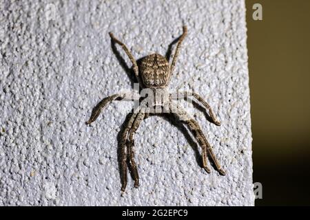 Une araignée australienne de huntsman sparassidae heteropodidae une grande araignée longue à pattes reposant sur une surface Banque D'Images