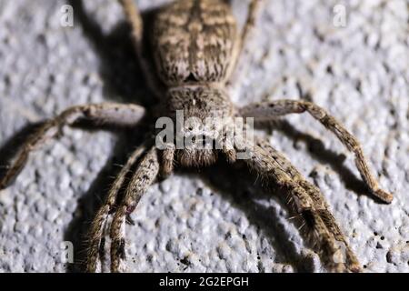 Une araignée australienne de huntsman sparassidae heteropodidae une grande araignée longue à pattes reposant sur une surface Banque D'Images