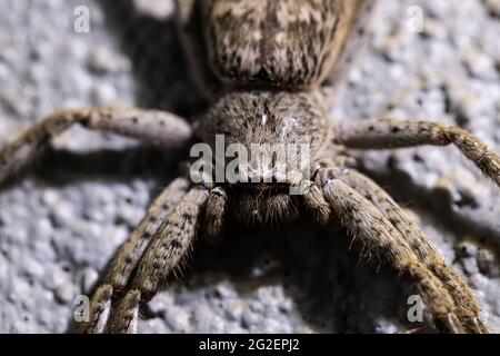 Une araignée australienne de huntsman sparassidae heteropodidae une grande araignée longue à pattes reposant sur une surface Banque D'Images