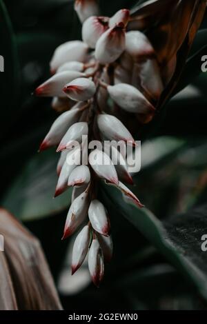 Gros plan de blanc tropical suspendu avec fleur de bout rouge dans un arrière-plan de verdure. Banque D'Images