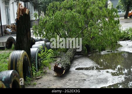 SIEVIERODONETSK, UKRAINE - le 10 JUIN 2021 - UN arbre tombé se trouve sur le sol après une douche à Sievierodonetsk, région de Luhansk, dans l'est de l'Ukraine. Banque D'Images