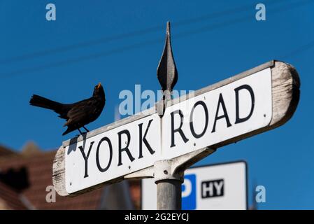Blackbird perchée sur le panneau de rue York Road, une zone privée à Southend on Sea, Essex, Royaume-Uni. Ancienne conception en bois, vieux, panneau de signalisation en décomposition. Oiseau Banque D'Images