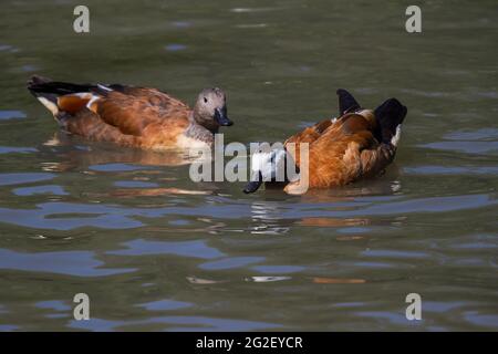 Une paire de canard siffleur avec des réflexions dans l'eau Banque D'Images