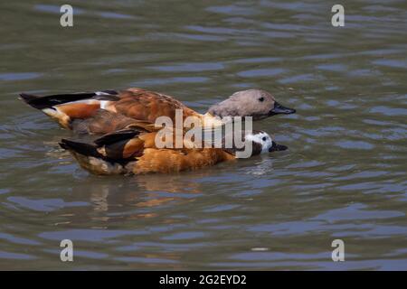 Une paire de canard siffleur avec des réflexions dans l'eau Banque D'Images