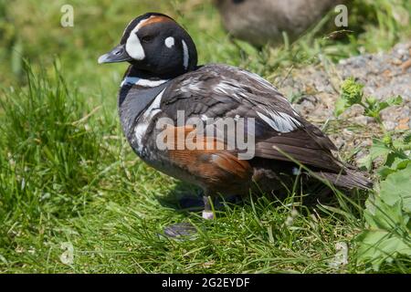 Photo d'un magnifique canard d'Arlequin Banque D'Images