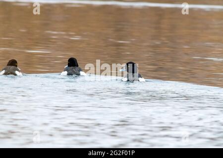 un canard observe la nature et cherche de la nourriture Banque D'Images