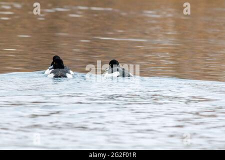 un canard observe la nature et cherche de la nourriture Banque D'Images