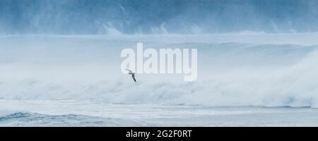 Une image panoramique d'un mouette volant par pulvérisation soufflée par un fort vent au large à Fistral Bay, dans les Cornouailles de Newquay. Banque D'Images