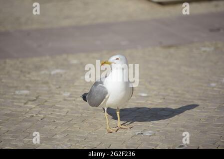 Mouette perchée au sol à la recherche de nourriture. Banque D'Images