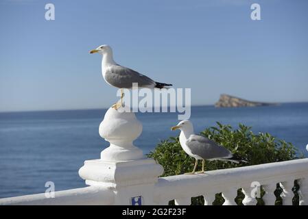 Deux mouettes perchées sur une balustrade blanche à benidorm avec l'île de la ville et la mer méditerranée en arrière-plan. Banque D'Images