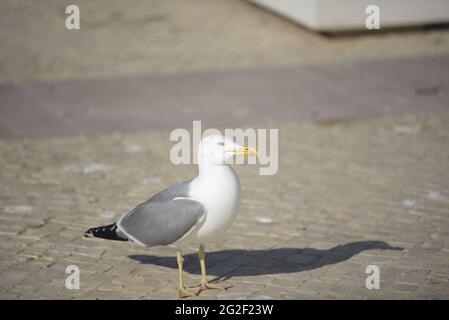 Mouette perchée au sol à la recherche de nourriture. Banque D'Images