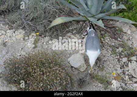 Mère d'un bébé mouette offre sa partie de la calmar qu'elle a attrapée pour la nourrir. Banque D'Images