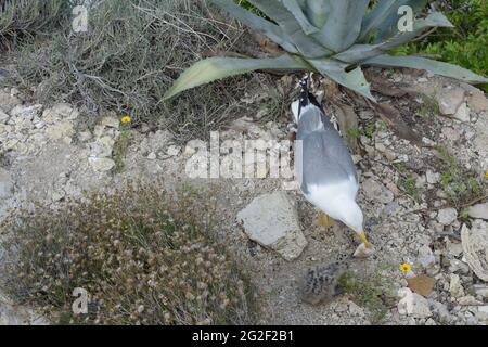 Mère d'un bébé mouette offre sa partie de la calmar qu'elle a attrapée pour la nourrir. Banque D'Images