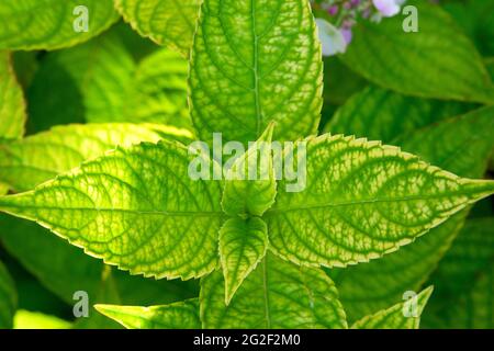 Feuilles, Hydrangea macrophylla Banque D'Images