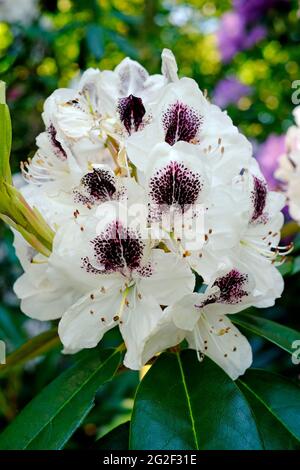 fleurs de rhododendron blanc sappho dans le jardin anglais, norfolk, angleterre Banque D'Images