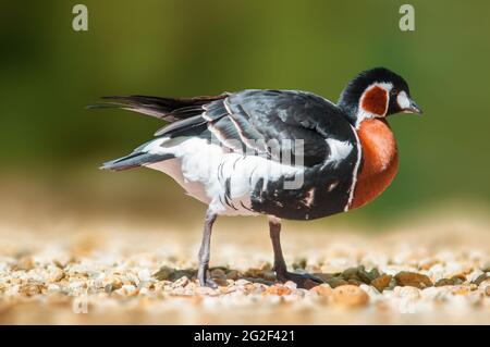 un canard observe la nature et cherche de la nourriture Banque D'Images