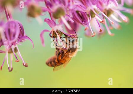 abeille collectant du pollen d'une plante saisonnière Banque D'Images