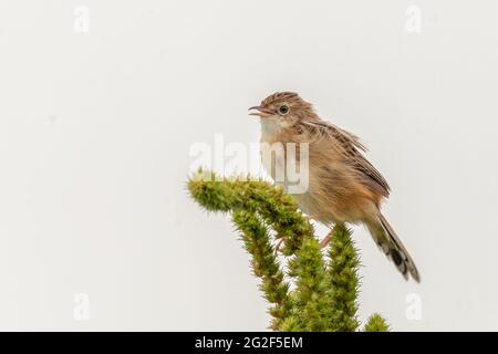 Zitting cisticola (Cisticola joncidis) Paruler chantant sur la plante Banque D'Images