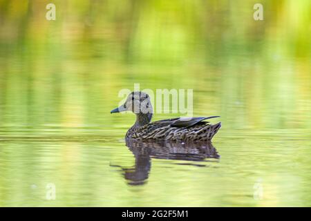 un canard observe la nature et cherche de la nourriture Banque D'Images