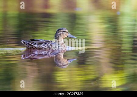 un canard observe la nature et cherche de la nourriture Banque D'Images