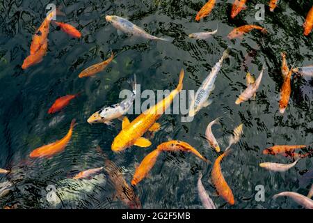 Étang avec carpes vue de dessus. Beaucoup de poissons colorés de différentes tailles nagent dans le lac. École de poisson dans l'étang. Carpe fantaisie Banque D'Images