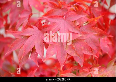 Acer palmatum Korean Gem Banque D'Images