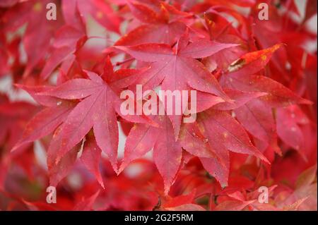 Acer palmatum Korean Gem Banque D'Images