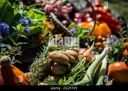 Ertezeit Gemüse, Blumen und Kräuter Banque D'Images