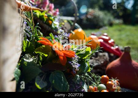 Ertezeit Gemüse, Blumen und Kräuter Banque D'Images