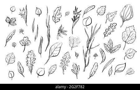 Laisse les esquisses définies. Herbes dessinées à la main isolées sur fond blanc. Collection Doodle plants. Nature, jardinage, forêt, été, signes d'automne. Feuille de Illustration de Vecteur