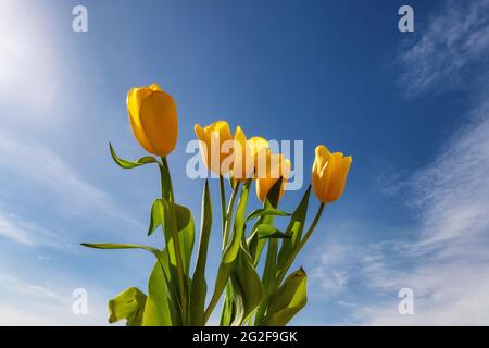 Un bouquet de tulipes de printemps à la lumière du soleil couchant. Banque D'Images