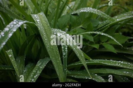 La rosée tombe sur l'herbe verte en gros plan, monochrome Banque D'Images