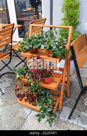 Rhododendrons et coleus en pots de terre cuite sur un stand d'usine à l'entrée d'un café extérieur comme décoration. Heure d'été Banque D'Images