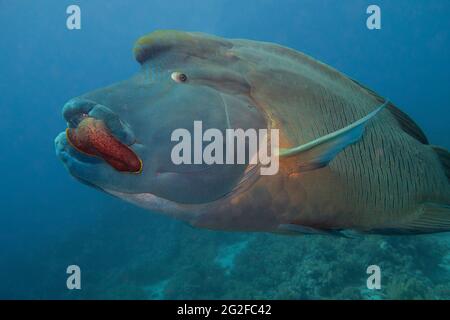 Gros plan sur le grand poisson napoléon cheilinus undulatus se nourrissant d'anguilles géantes de moray tout en nageant sous l'eau sur le récif tropical de corail Banque D'Images