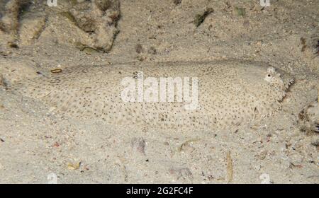 Gros plan de moses Sole pardachirus marmoratus poissons plats camouflés tout en nageant sur fond sablonneux de fond marin Banque D'Images