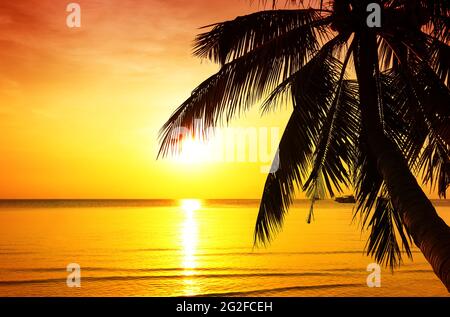 Silhouette de palmier sur la plage tropicale au coucher du soleil. Palmiers à noix de coco contre un coucher de soleil coloré sur la plage de Phuket, Thaïlande. Banque D'Images