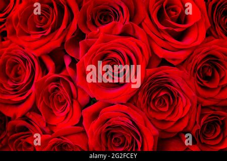 De belles fleurs de rose rouge comme arrière-plan, gros plan. Bouquet de fleurs, roses fraîches pour le fond. Roses rouges naturelles, atmosphère d'amour et de célébration Banque D'Images