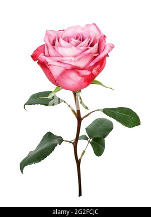 Fleur rose isolée sur fond blanc. Gros plan de la belle rose rose sur blanc. Banque D'Images