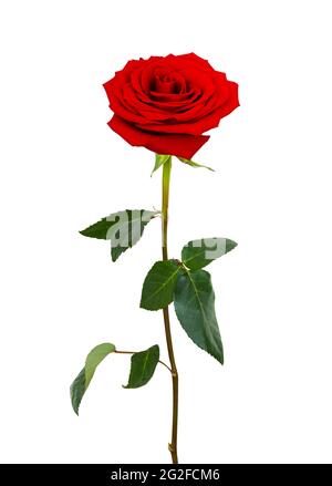 Fleur de rose rouge isolée sur fond blanc. Gros plan de la belle rose rouge sur blanc. Banque D'Images