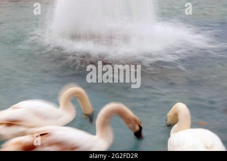 Des cygnes mignons dans l'étang. Mouvement flou Banque D'Images