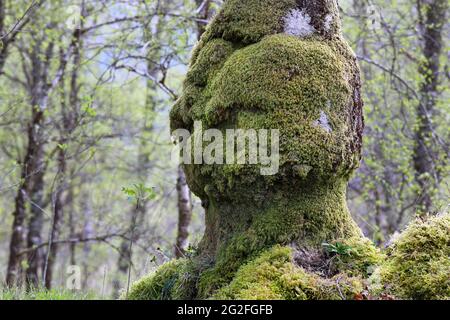 Old Oak Tree en forme de tête humaine regardant vers le bas un jeune Rowan Tree qui grandit dans son Shadow, en Écosse, au Royaume-Uni Banque D'Images